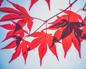 Preview wallpaper maple leaves, leaves, maple, branch, autumn, red