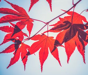 Preview wallpaper maple leaves, leaves, maple, branch, autumn, red