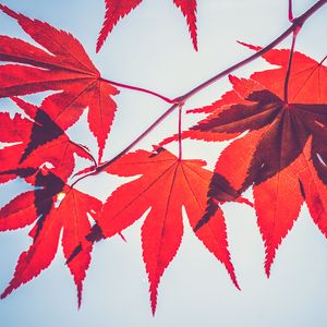 Preview wallpaper maple leaves, leaves, maple, branch, autumn, red