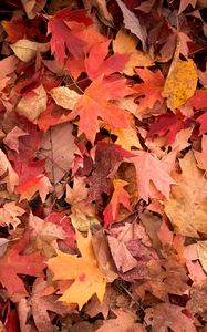 Preview wallpaper maple leaves, leaves, red, autumn, macro