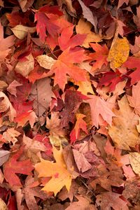 Preview wallpaper maple leaves, leaves, red, autumn, macro