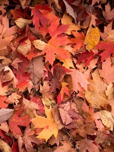 Preview wallpaper maple leaves, leaves, red, autumn, macro