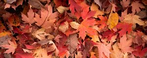 Preview wallpaper maple leaves, leaves, red, autumn, macro