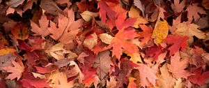 Preview wallpaper maple leaves, leaves, red, autumn, macro