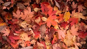 Preview wallpaper maple leaves, leaves, red, autumn, macro