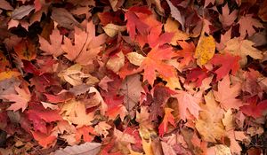 Preview wallpaper maple leaves, leaves, red, autumn, macro