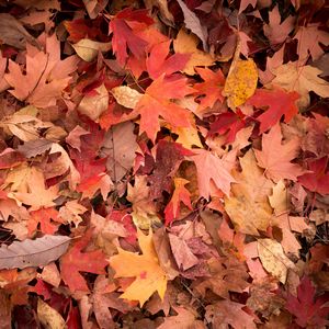 Preview wallpaper maple leaves, leaves, red, autumn, macro