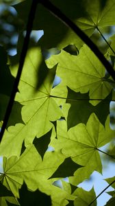 Preview wallpaper maple, leaves, light, macro, green