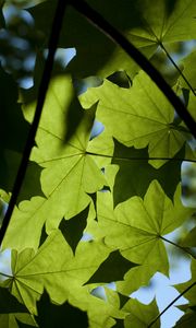 Preview wallpaper maple, leaves, light, macro, green