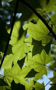 Preview wallpaper maple, leaves, light, macro, green