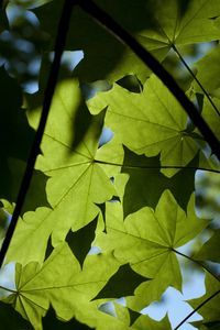 Preview wallpaper maple, leaves, light, macro, green