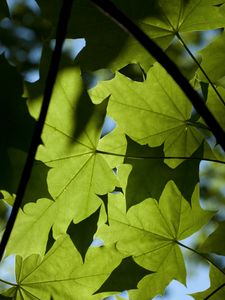 Preview wallpaper maple, leaves, light, macro, green