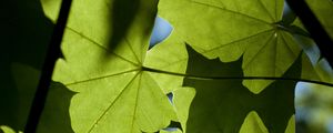 Preview wallpaper maple, leaves, light, macro, green