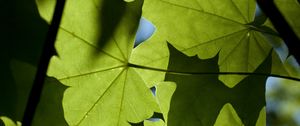 Preview wallpaper maple, leaves, light, macro, green