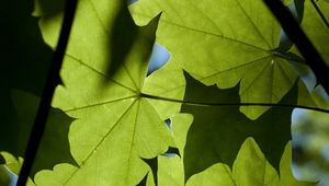 Preview wallpaper maple, leaves, light, macro, green