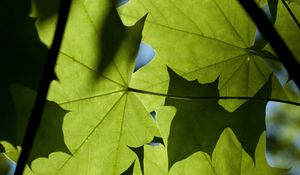 Preview wallpaper maple, leaves, light, macro, green