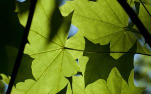 Preview wallpaper maple, leaves, light, macro, green