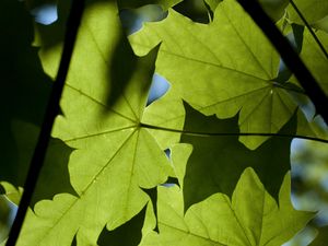 Preview wallpaper maple, leaves, light, macro, green