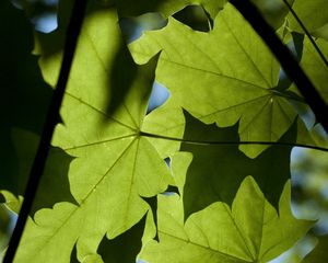 Preview wallpaper maple, leaves, light, macro, green