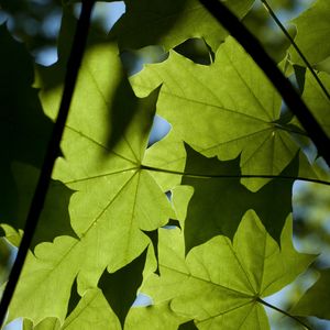 Preview wallpaper maple, leaves, light, macro, green