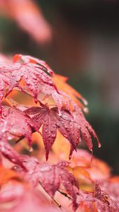Preview wallpaper maple, leaves, macro, wet, red
