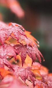Preview wallpaper maple, leaves, macro, wet, red