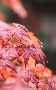 Preview wallpaper maple, leaves, macro, wet, red