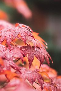 Preview wallpaper maple, leaves, macro, wet, red