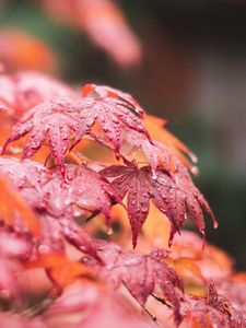 Preview wallpaper maple, leaves, macro, wet, red