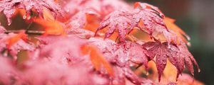 Preview wallpaper maple, leaves, macro, wet, red