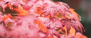 Preview wallpaper maple, leaves, macro, wet, red