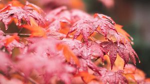Preview wallpaper maple, leaves, macro, wet, red
