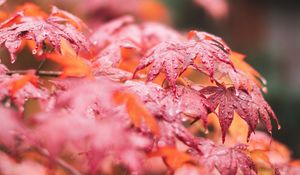 Preview wallpaper maple, leaves, macro, wet, red