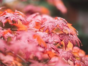 Preview wallpaper maple, leaves, macro, wet, red