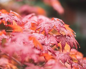Preview wallpaper maple, leaves, macro, wet, red