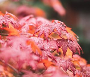Preview wallpaper maple, leaves, macro, wet, red