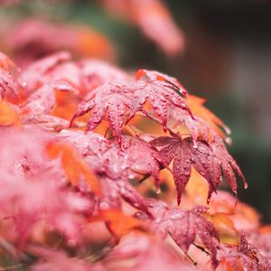 Preview wallpaper maple, leaves, macro, wet, red