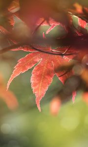 Preview wallpaper maple, leaves, macro, focus