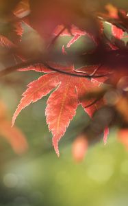 Preview wallpaper maple, leaves, macro, focus
