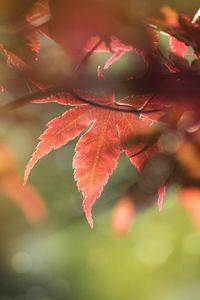 Preview wallpaper maple, leaves, macro, focus
