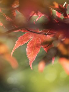 Preview wallpaper maple, leaves, macro, focus