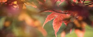 Preview wallpaper maple, leaves, macro, focus