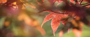 Preview wallpaper maple, leaves, macro, focus