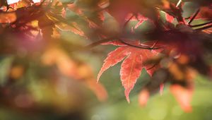 Preview wallpaper maple, leaves, macro, focus