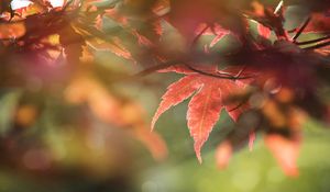 Preview wallpaper maple, leaves, macro, focus