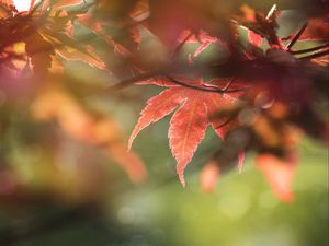 Preview wallpaper maple, leaves, macro, focus