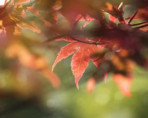 Preview wallpaper maple, leaves, macro, focus