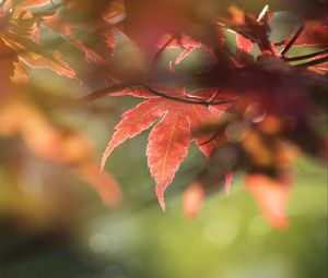 Preview wallpaper maple, leaves, macro, focus