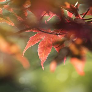 Preview wallpaper maple, leaves, macro, focus