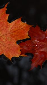 Preview wallpaper maple, leaves, macro, water, wet, autumn